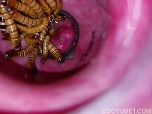 Anal Worms 1