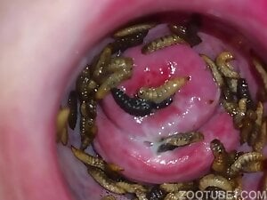 Anal Worms 2