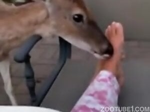 Deer - Footlicker