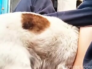 Mommy love quick dog sex