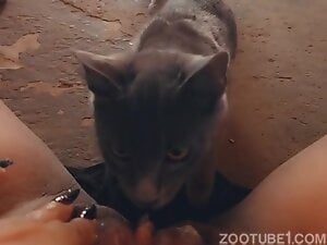 Cat Bite