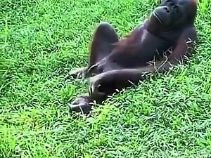 Orangutan curing boredom