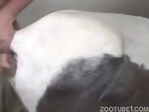 Disgusting bestiality fisting at the farm with a white pony