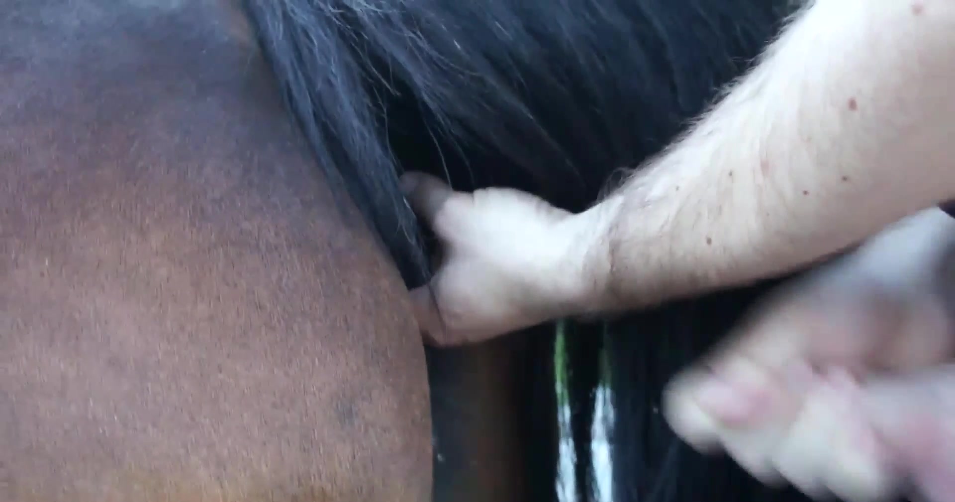Cavalo comendo a buceta da égua