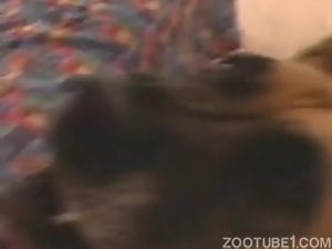 Husky is trying anal sex with a horny owner