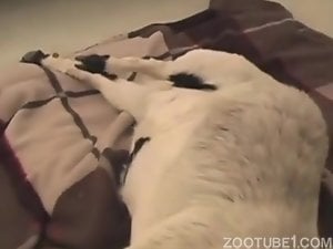 Zoo fucker inserts his dick in dog's asshole