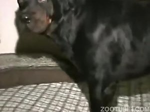Black doggy anally impaled in doggy style pose