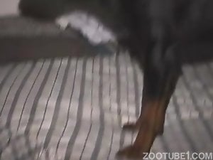 Black dog anally impaled in awesome dog zoophilia XXX
