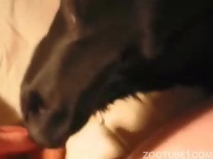 Hungry doggy gets nicely drilled by a crazy as fuck zoophile