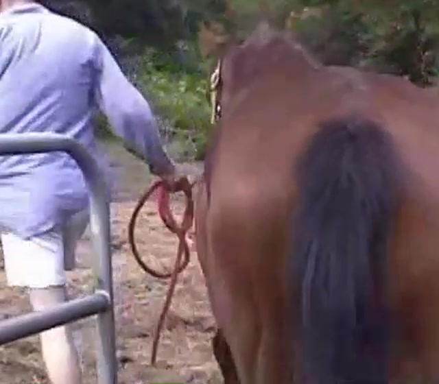 Man Is Sucking His Stallion And Fucking It s Asshole Zoo Tube 1 Man Is Sucking His Stallion And Fucking It s Asshole Zoo Tube 1