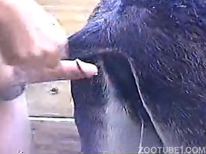 Dude's juicy penis fucking a dirty animal from behind