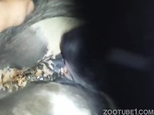 Mare pussy gets licked by a dog and fingered by a dude
