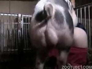 Big booty creature getting fucked in the pussy by a pig