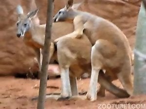 Two kangaroos fucking happily in a hidden cam video