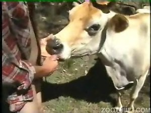 Cow showing its oral sex skills in an outdoor video