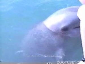 Dolphin enjoying heavy duty petting in a hot video