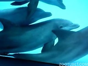 Dirty dolphins fucking around for the camera