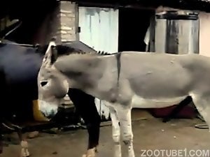 Donkey cock gets to fuck a black beast from behind