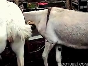 Sexy animals fooling around in an outdoor movie