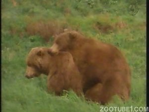 Brown bears fucking each other in an outdoor scene