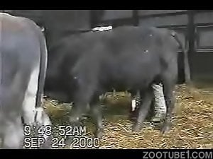 Sexy hidden cam footage focusing on a horny beast