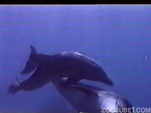 Dolphins enjoying underwater fucking with closeups