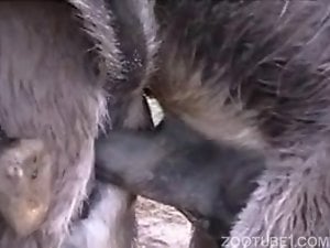 Sexy beast rams that dick in a huge animal pussy