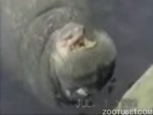 Very sexy walrus jerking off furiously in a hot vid