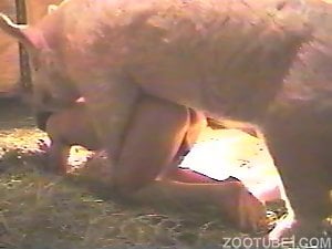 Pig sex scene featuring a perky ass zoophile