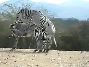 Two zebras fuck like mad in an outdoor online vid