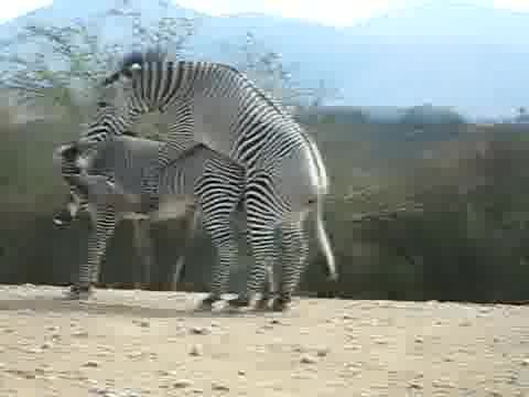 Two zebras fuck like mad in an outdoor online vid