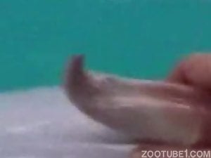 Dolphin cock being pleasured in a hot porn movie
