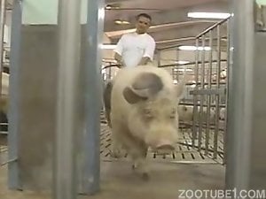 Pig is going to enjoy a handjob from a zoophile