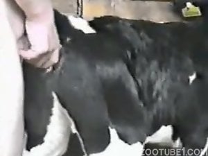 Dude puts his cock in a cavernous dog pussy here