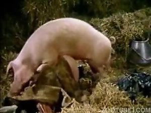 Strange pig penis fucking two babes from the barn
