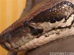 Sexy snake pleasuring a brunette zoophile's pussy