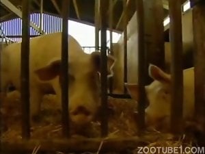 Educational video for zoophiles featuring a sexy pig