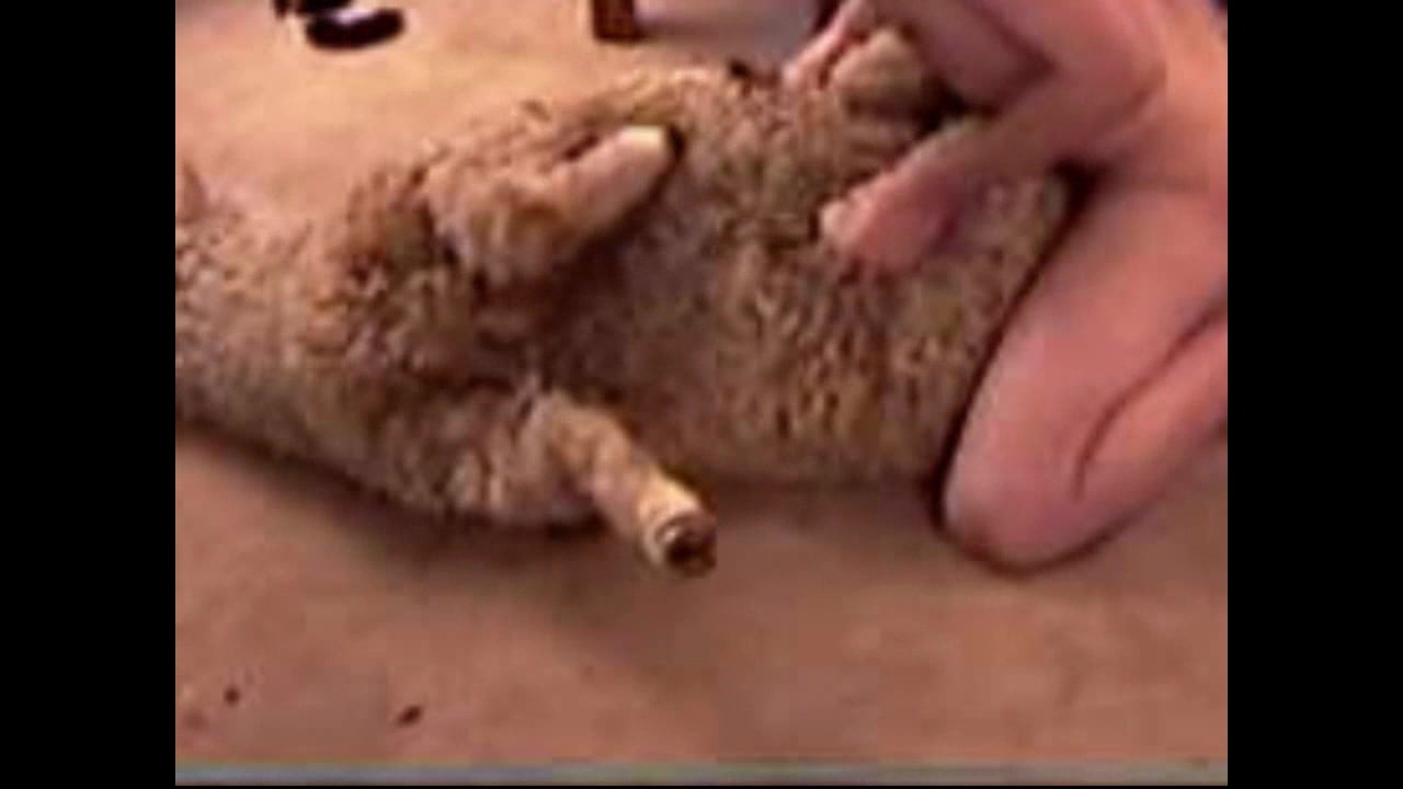 Ewe Hd Sex - Post party sheep fuck / Zoo Tube 1