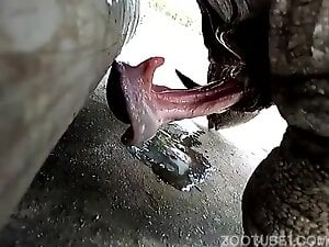 Cumming Monster Turtle