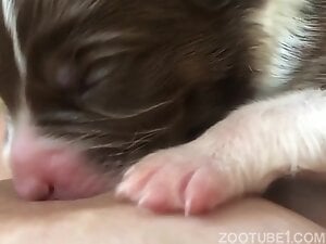 Breastfeeding a puppy - new