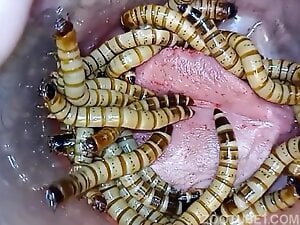 PussyMaggots-2