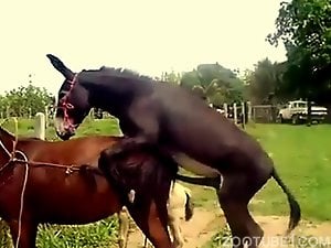 Horse cock fuck movie featuring brutal gape with mares