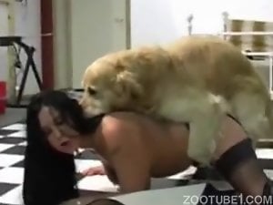 Brunette in stockings enjoys hardcore sex with a mutt