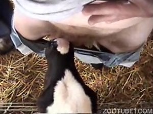 Dude's cock gets sucked by a really kinky cow