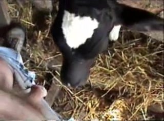 Cow Porn Animal Blowjob - Dude's cock gets sucked by a really kinky cow