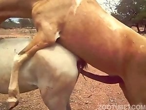 Huge horse penis fucks mare pussy from behind