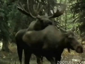 Several sexy animals teasing each other outdoors