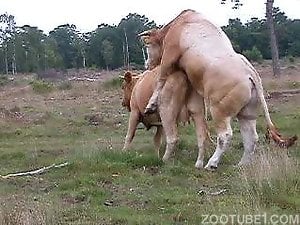 Sexy animals fucking outdoors in a zoo voyeur vid