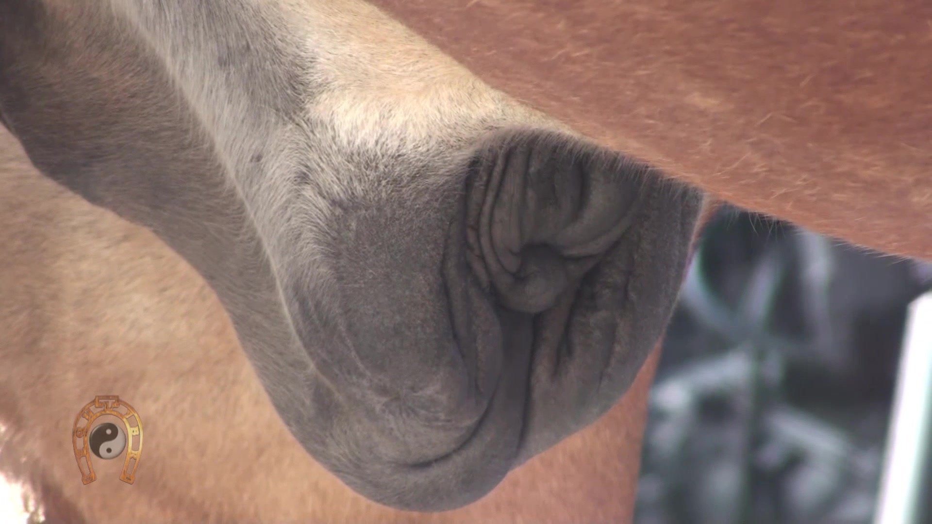 Horse genitalia showcased up close in a zoo porn vid