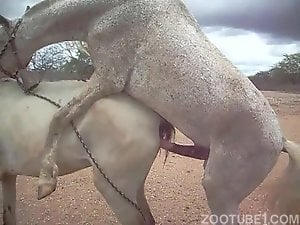 Dirty white animal uses its titanic cock for mare pussy